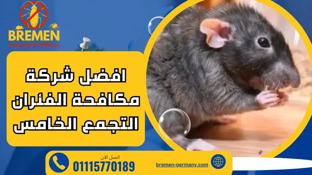 افضل شركة مكافحة الفئران التجمع الخامس