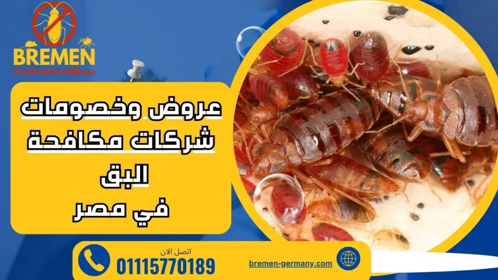 عروض وخصومات شركات مكافحة البق في مصر