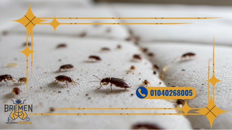 Screenshot 2025 12 07 at 18 36 01 كفر صور بريمن 1280 × 720 بيكسل