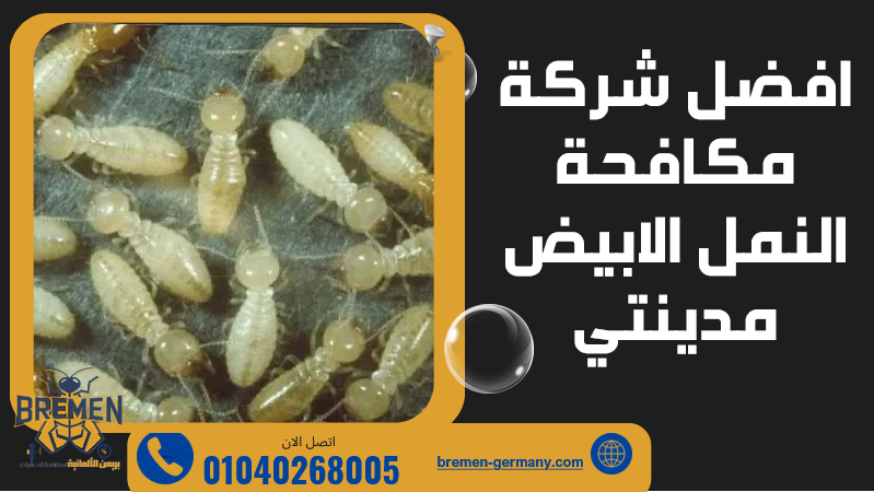 افضل شركة مكافحة النمل الابيض مدينتي