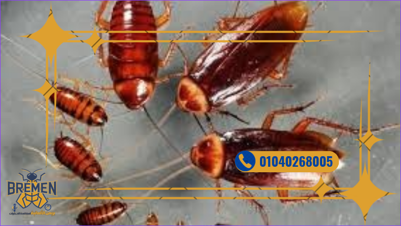 Screenshot 2025 12 15 at 16 22 57 كفر صور بريمن 1280 × 720 بيكسل