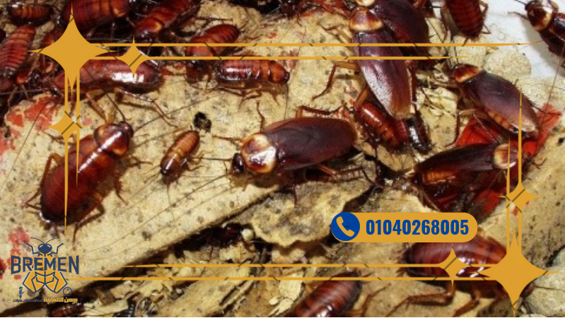 Screenshot 2025 12 15 at 16 28 08 كفر صور بريمن 1280 × 720 بيكسل