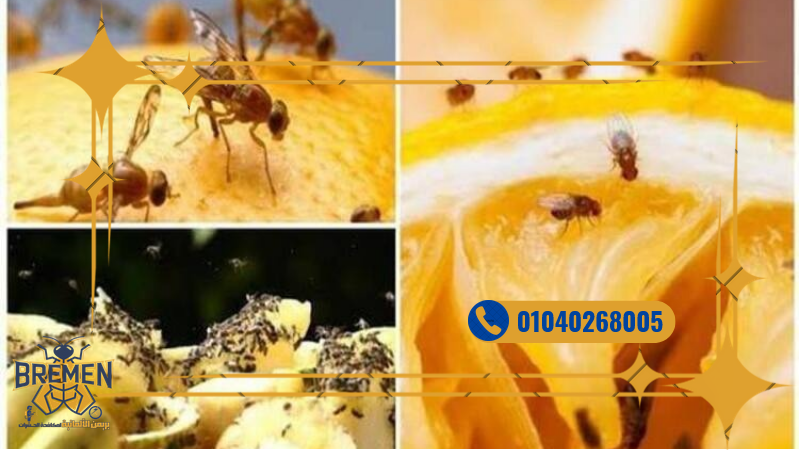 شركة مكافحة الهاموش مدينتي – 01040268005 8 Screenshot 2025 12 18 at 17 10 23 كفر صور بريمن 1280 × 720 بيكسل