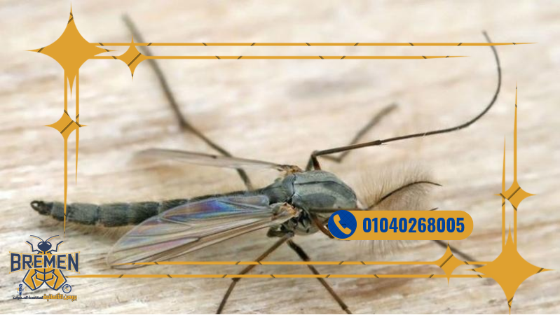 شركة مكافحة الهاموش مدينتي – 01040268005 9 Screenshot 2025 12 18 at 17 10 30 كفر صور بريمن 1280 × 720 بيكسل