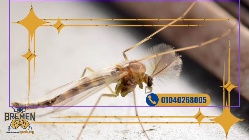 شركة مكافحة الهاموش مدينتي – 01040268005 6 شركة مكافحة الهاموش مدينتي