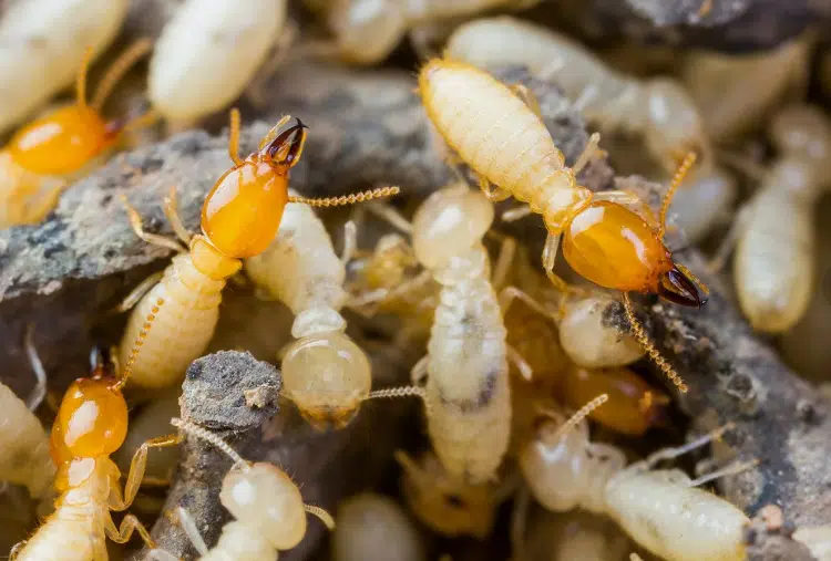 شكل النمل الابيض بالصور