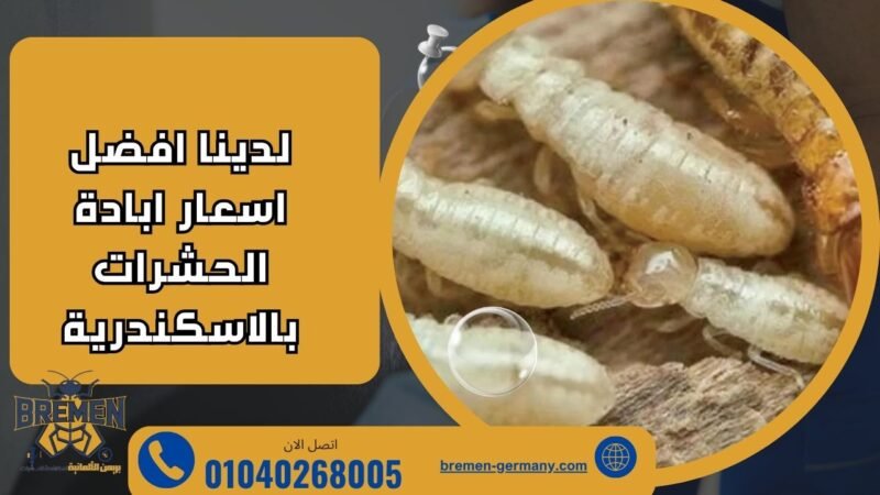 اسعار شركة مكافحة الحشرات بالاسكندريه 