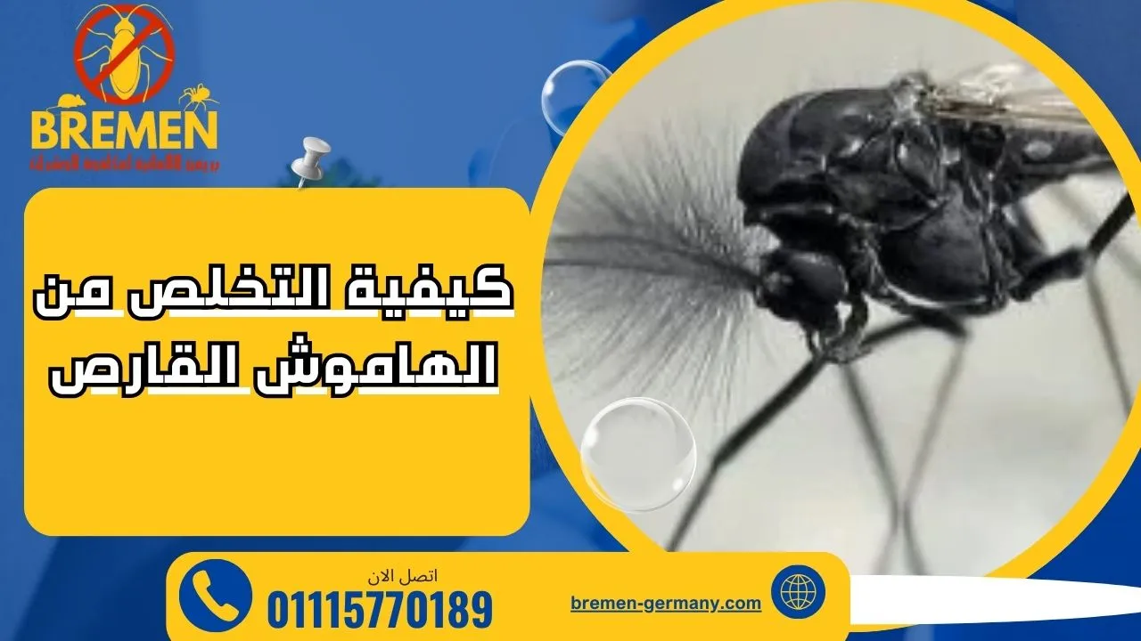 كيفية التخلص من الهاموش القارص 3 كيفية التخلص من الهاموش القارص