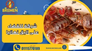 شركة للقضاء على البق نهائيا