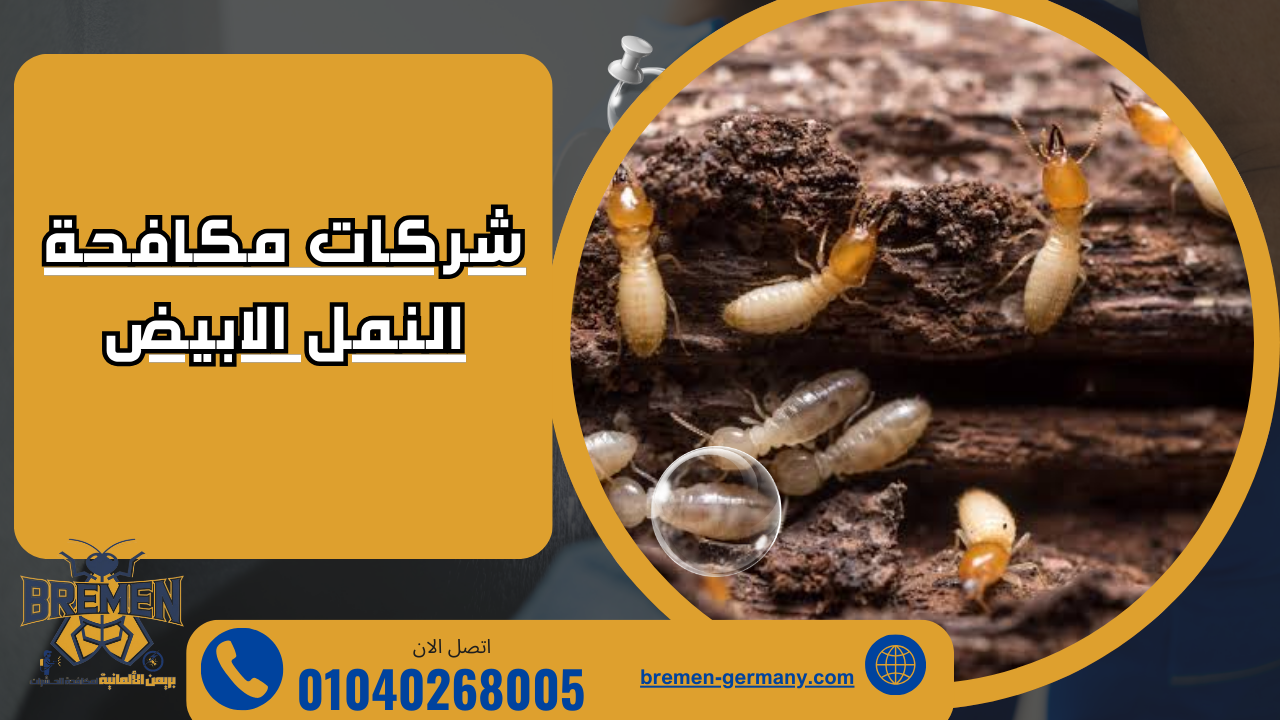 طرق مكافحة النمل الابيض 1 شركات مكافحة النمل الابيض