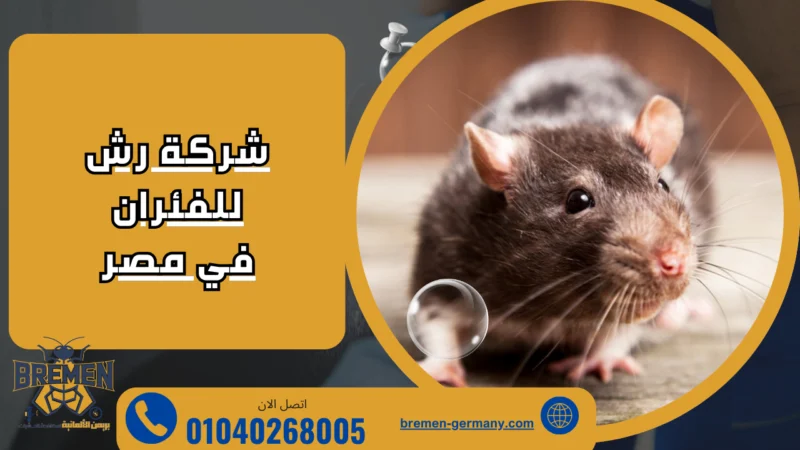 شركة رش للفئران في مصر