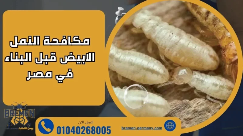 مكافحة النمل الابيض قبل البناء في مصر