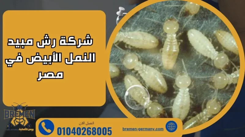 شركة مكافحة النمل الابيض قبل البناء - 01040268005 1 شركة رش مبيد النمل الأبيض في مصر
