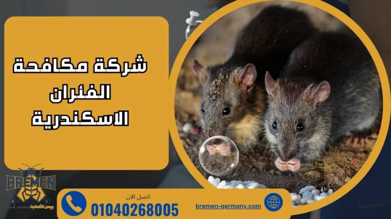 شركة مكافحة الفئران الاسكندرية
