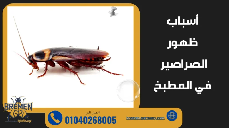 انتشار الصراصير في المطبخ بسبب الرطوبة ومشاكل الصرف في المكس