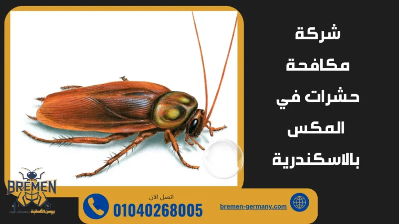 شركة مكافحة حشرات في المكس بالاسكندرية للقضاء على الصراصير في المطابخ بسبب الرطوبة