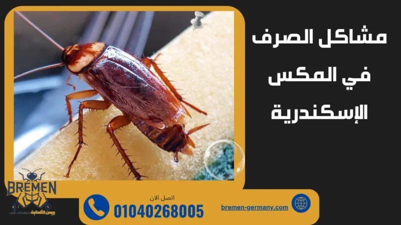 تسريب مياه في مواسير الصرف يسبب انتشار الحشرات في المكس