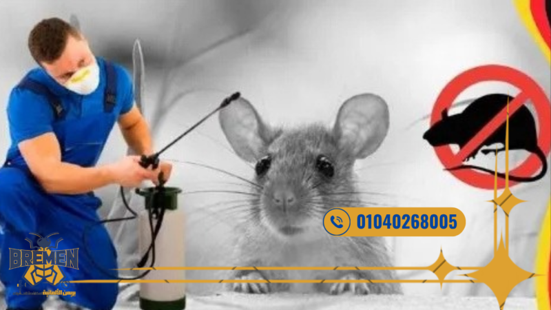 شركة بريمن الألمانية لمكافحة الفئران مدينتي جودة مضمونة – 01040268005 7 شركة بريمن الألمانية لمكافحة الفئران مدينتي