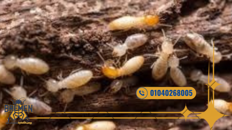 شركة بريمن الألمانية لمكافحة الفئران مدينتي جودة مضمونة – 01040268005 8 مكافحة النمل الأبيض