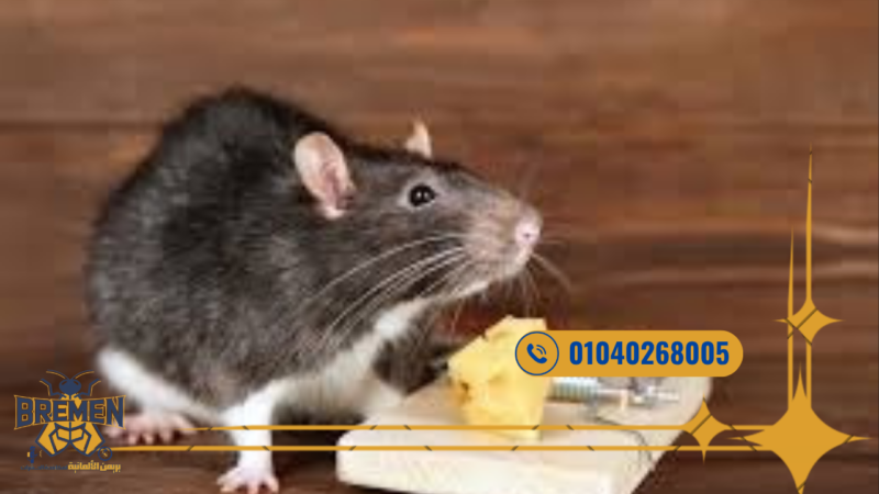 أقوى شركات مكافحة الفئران