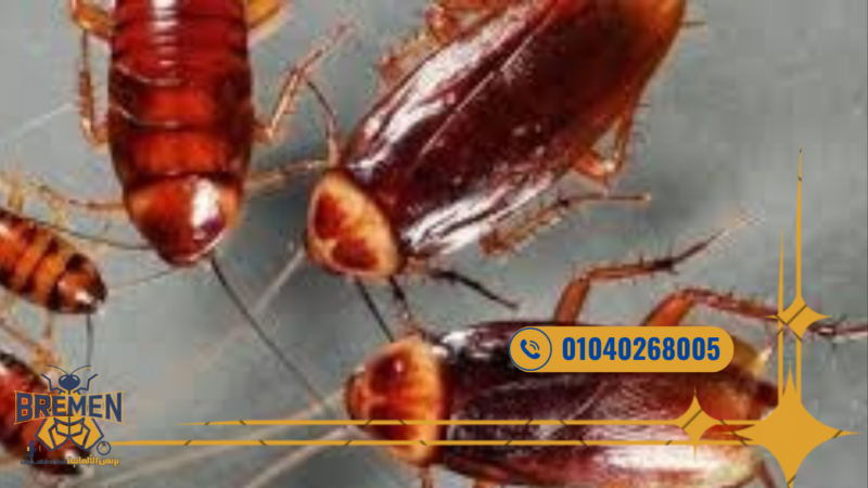 شركة بريمن الألمانية لمكافحة الفئران مدينتي جودة مضمونة – 01040268005 9 مكافحة الصراصير