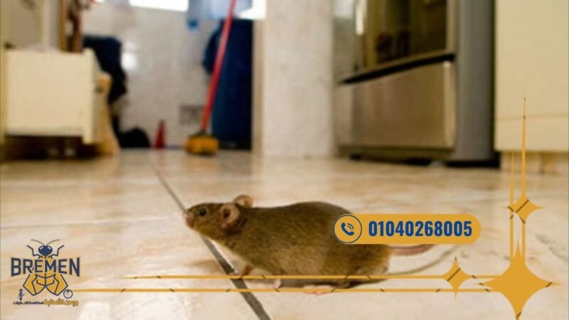شركة مكافحة حشرات في هايد بارك بالتجمع الخامس - 01040268005 6 شركة القضاء على الفئران باستخدام مصائد وتقنيات حديثة