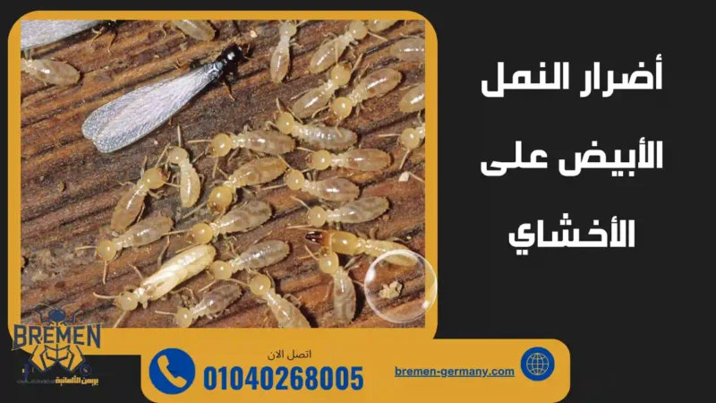 تآكل الأخشاب بسبب النمل الأبيض داخل المنازل