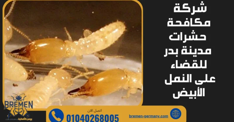 شركة مكافحة حشرات مدينة بدر تقوم برش الحشرات داخل المنزل